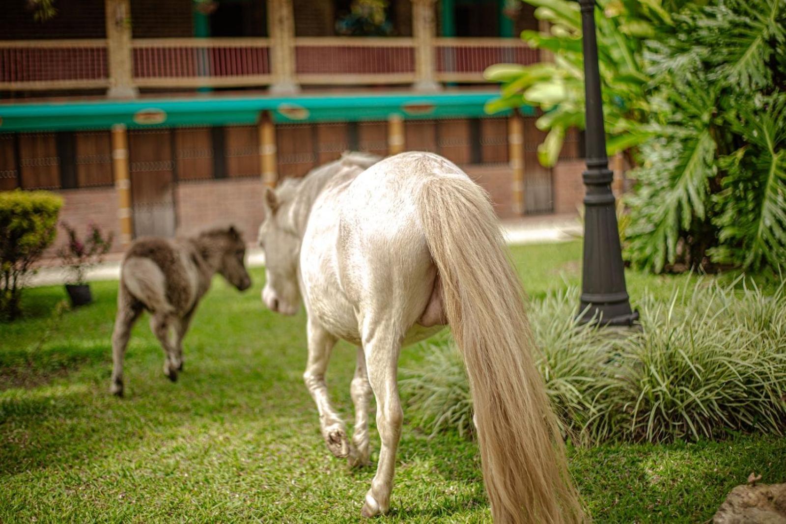 Finca Hotel El Diamante Calarcá Kültér fotó